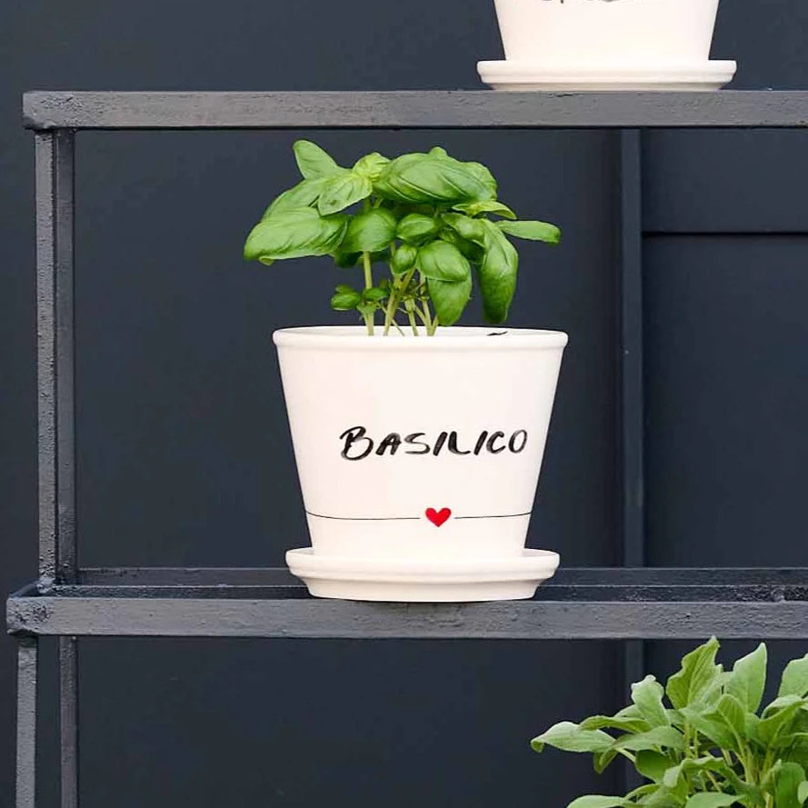 Vaso basilico con sottovaso